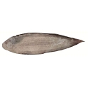 Poisson sole le kg