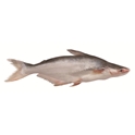 Pangasius entier  le kg