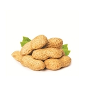 Arachide Fraiche Le Kg