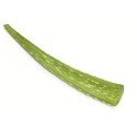 Aloe vera espagne le kg