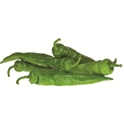Piment vert le kg