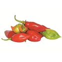 Piment vegetarien frais le kg