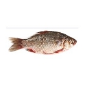Tilapia Rouge Le Kg
