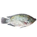 Tilapia le kg