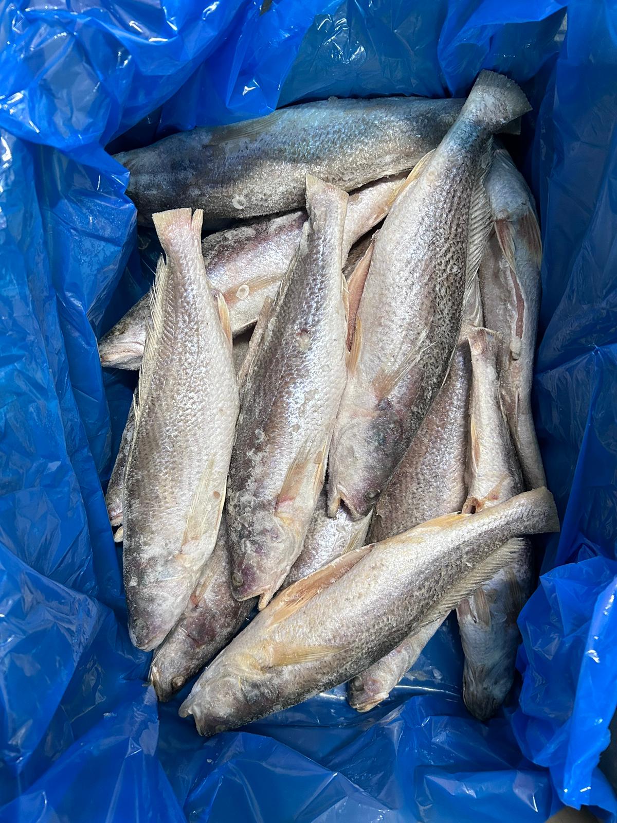 Courbine senegal carton 12kg