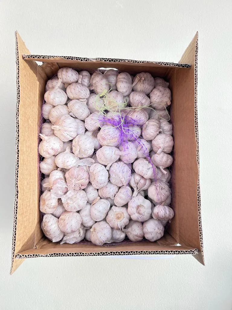 Ail Vrac Carton 10kg
