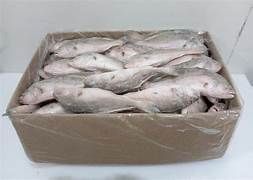 Carangue Entier Nz Carton 20kg