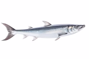 Barracuda Entier Le Kg