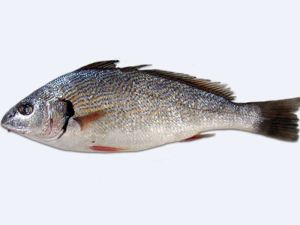 Ombrine le kg