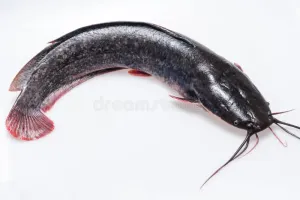 Poisson chat le kg