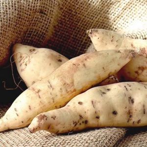 Patate Douce Blanche Honduras Le Kg