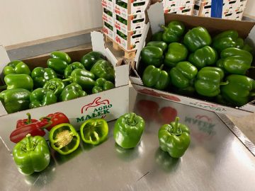 Poivron Vert Carton 5kg