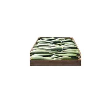 Aloe Vera Espagne Carton 5kg