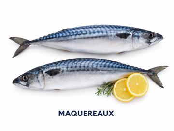 Maquereaux  Le Kg